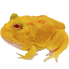 Pikachu Pacman Frog